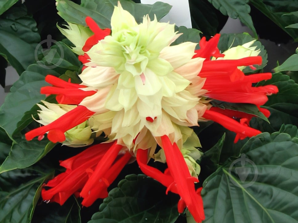 Рослина Сальвія спленденс Уніка d9 - фото 1