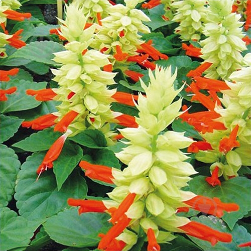 Рослина Сальвія спленденс Уніка d9 - фото 2