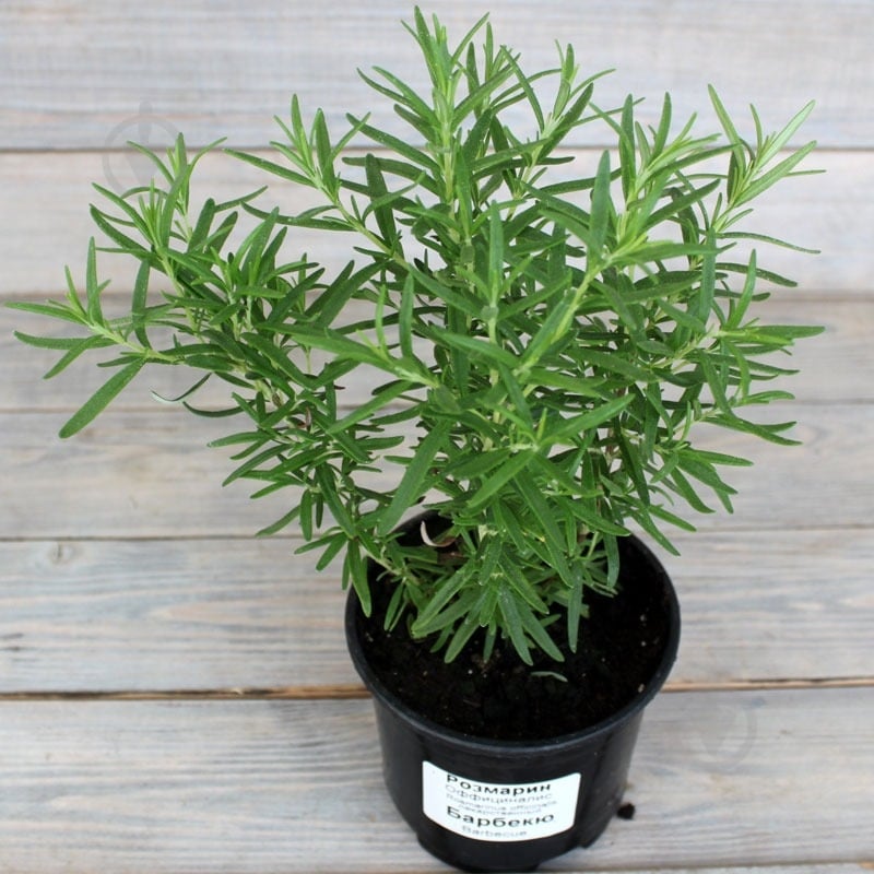 Растение Розмарин d12 - фото 1