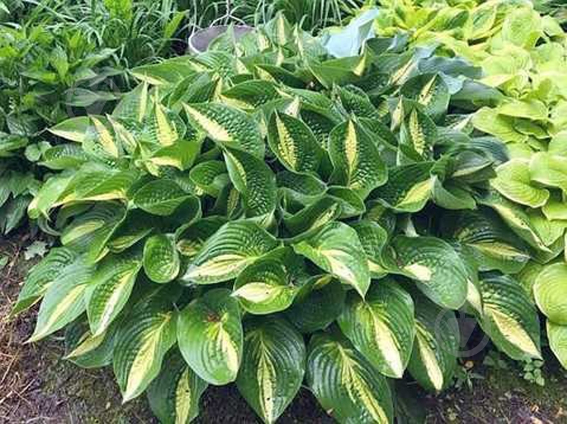 Растение Хоста Энн Кулпа (Hosta 'Ann Kulpa') С3 - фото 1