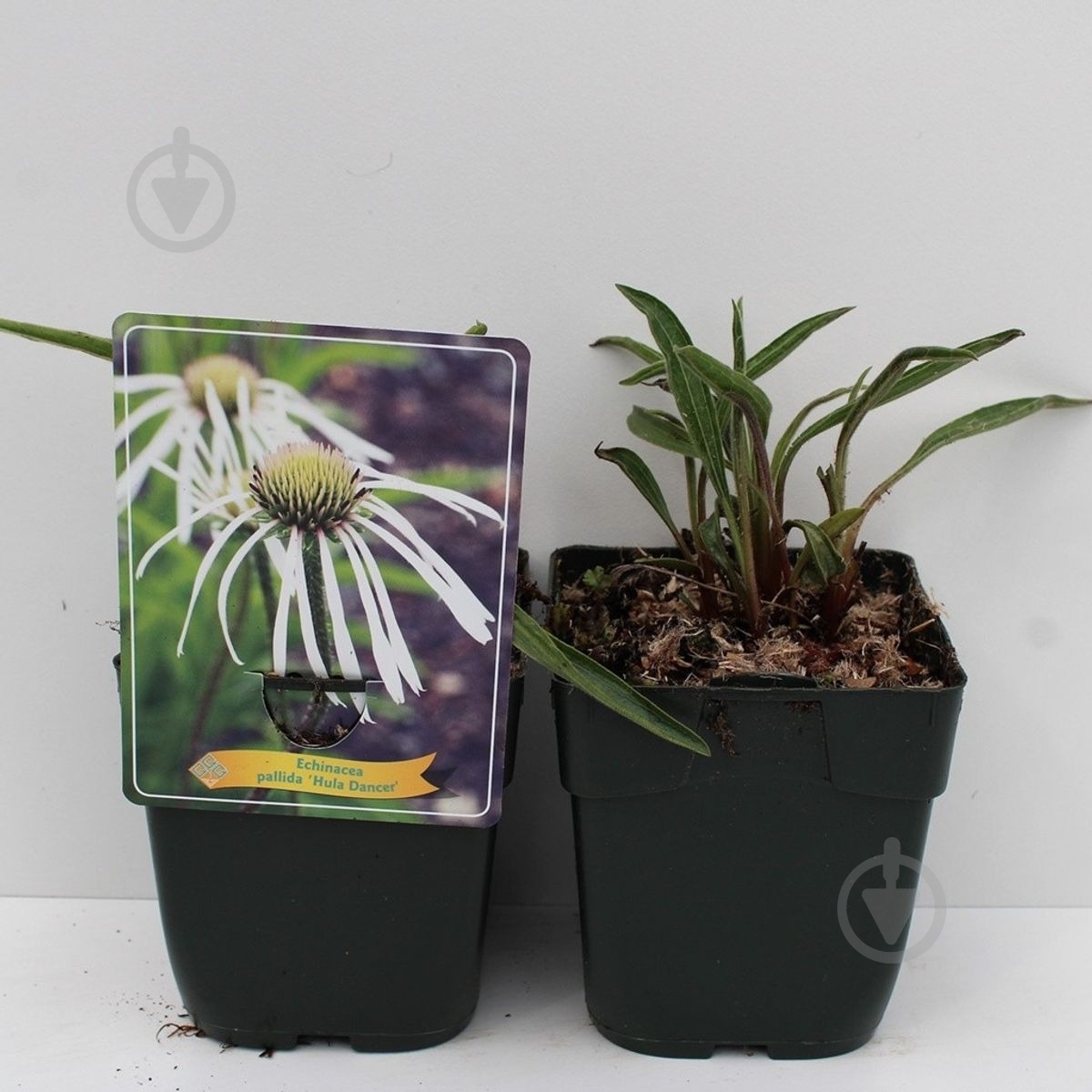 Растение Эхинацея бледная (Echinacea pallida) С3 - фото 2