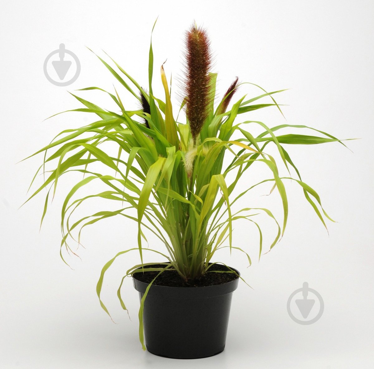 Арық жас әйелмен жыныстық қатынас