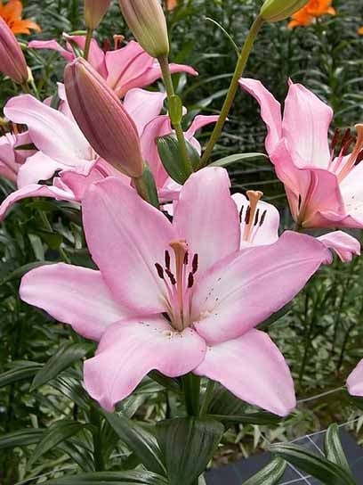 Луковица лилии Албуфейра ЛА 1 шт. - фото 1