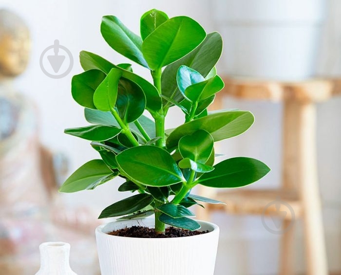 Растение Клузия d12/h40 - фото 1