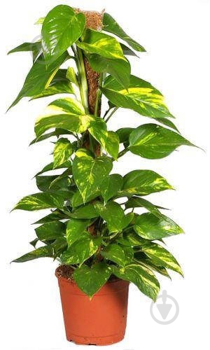 Растение Эпипремиум d12/h20-30 - фото 1 Растение Эпипремиум d12/h20-30 - фото 1