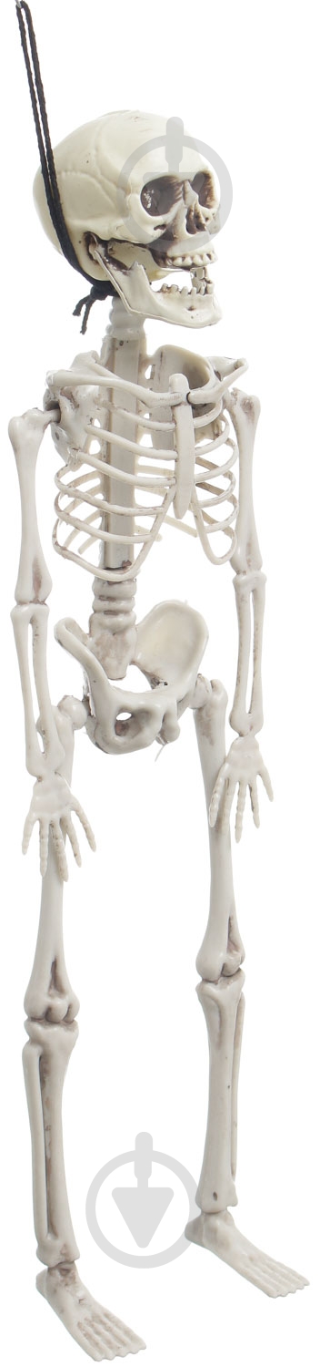 Декорация скелет 42 см - фото 2 Декорация скелет 42 см - фото 2
