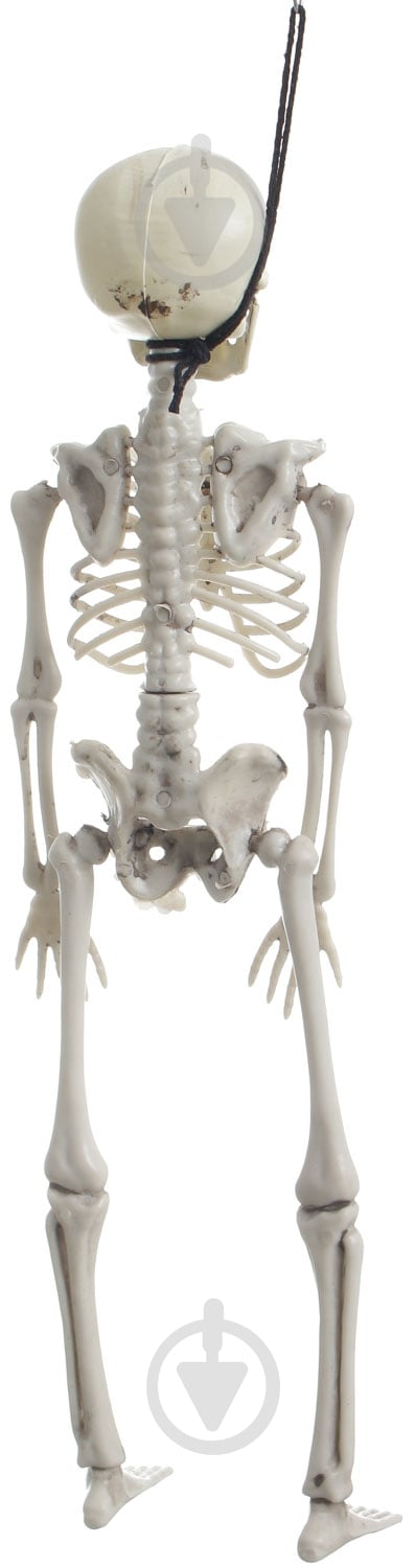 Декорация скелет 42 см - фото 3 Декорация скелет 42 см - фото 3