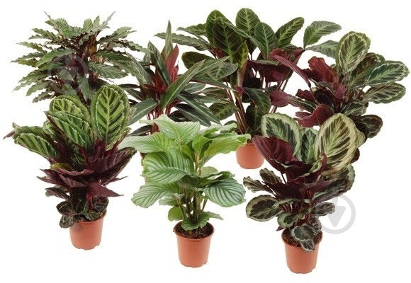 Рослина Калатея мікс d17/h60 - фото 1