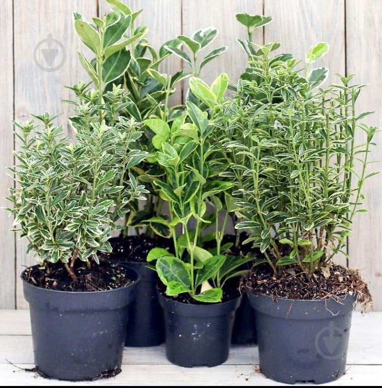 Растение Бересклет микс d12/h30 - фото 1 Растение Бересклет микс d12/h30 - фото 1