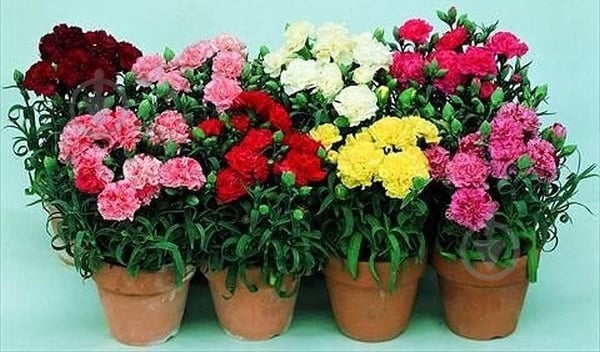 Растение Гвоздика микс d12/h20 - фото 1