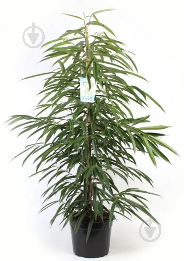 Растение Фикус Али d24/h140 - фото 1