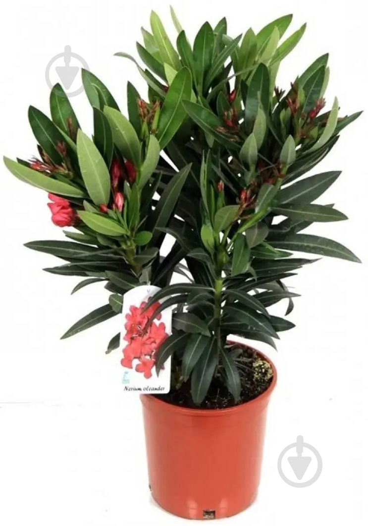 Растение Нериум d17/h65 - фото 1
