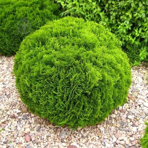 Растение Туя Danica C5 - фото 1 Растение Туя Danica C5 - фото 1