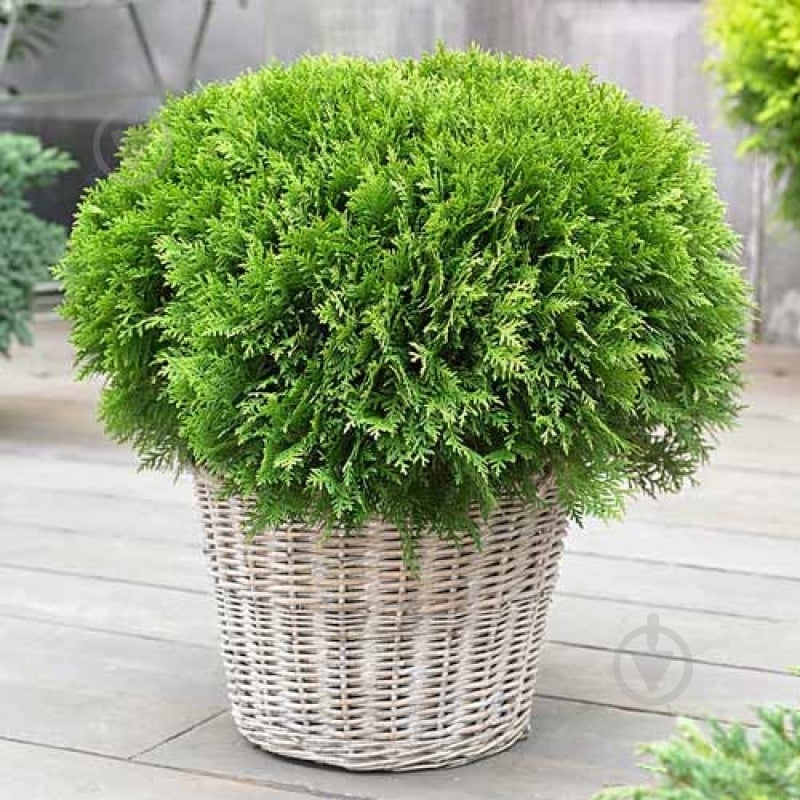 Растение Туя Danica C5 - фото 2 Растение Туя Danica C5 - фото 2