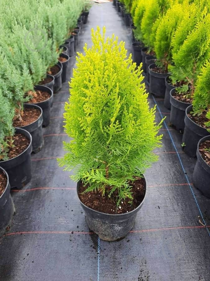 Растение Туя Aurea nana C3 - фото 1 Растение Туя Aurea nana C3 - фото 1
