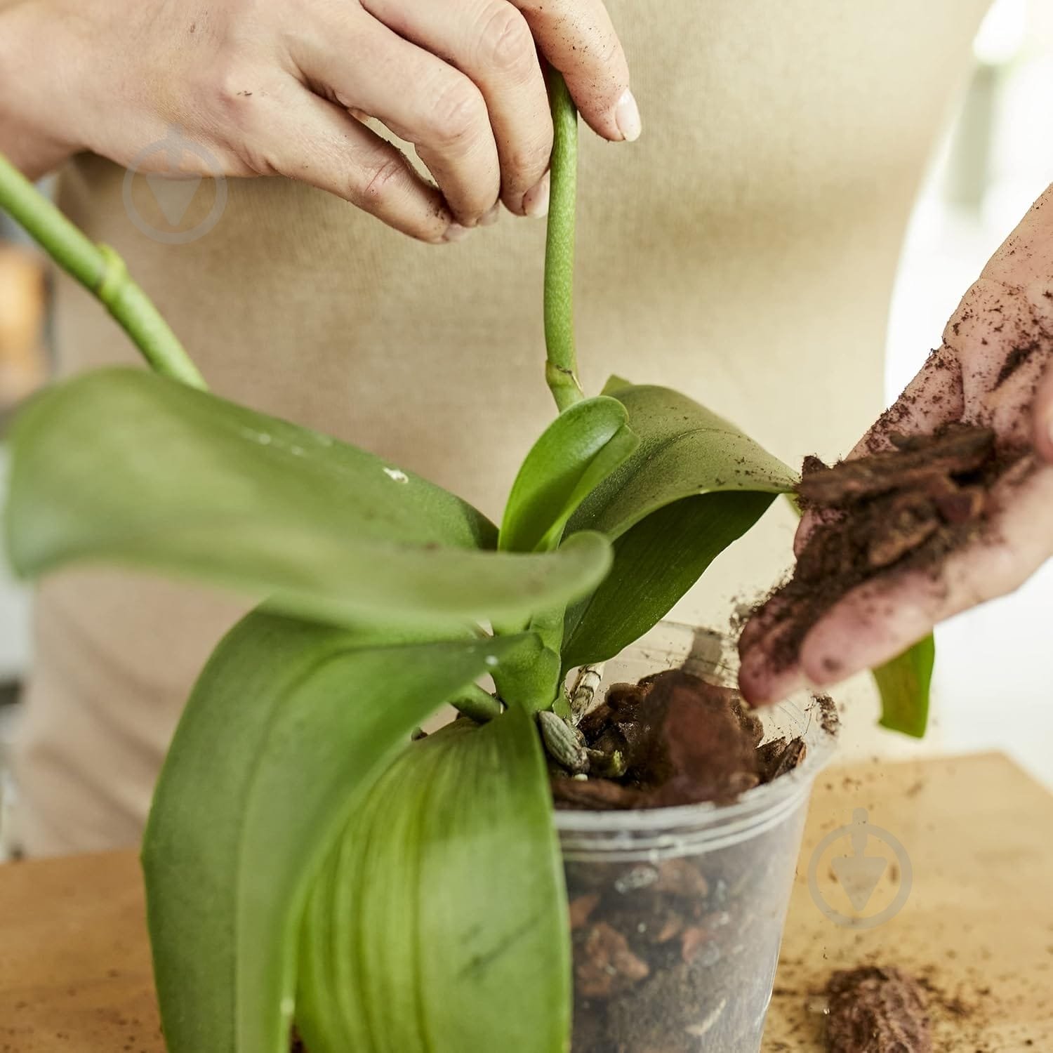 Субстрат для орхидей Compo SANA 5 л 1611 - фото 13 Субстрат для орхидей Compo SANA 5 л 1611 - фото 13