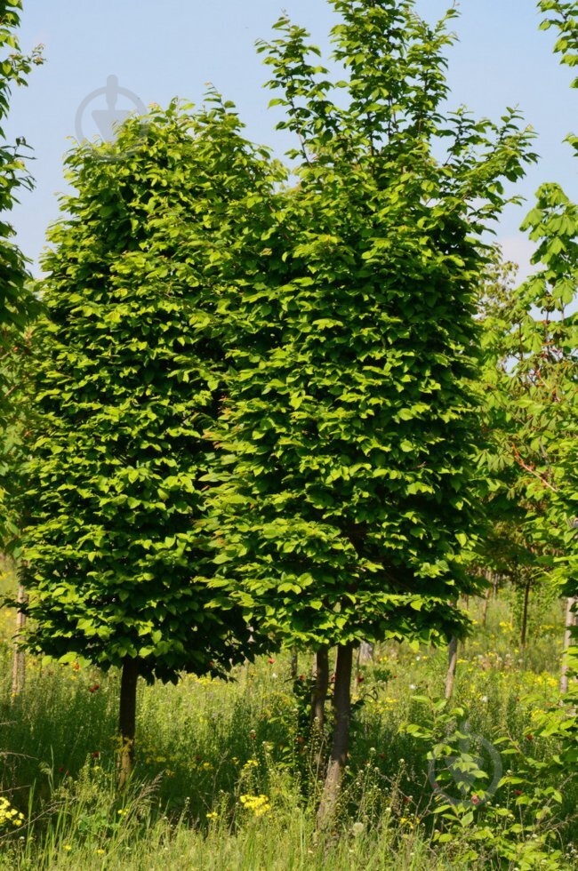 Растение Граб С5 - фото 1