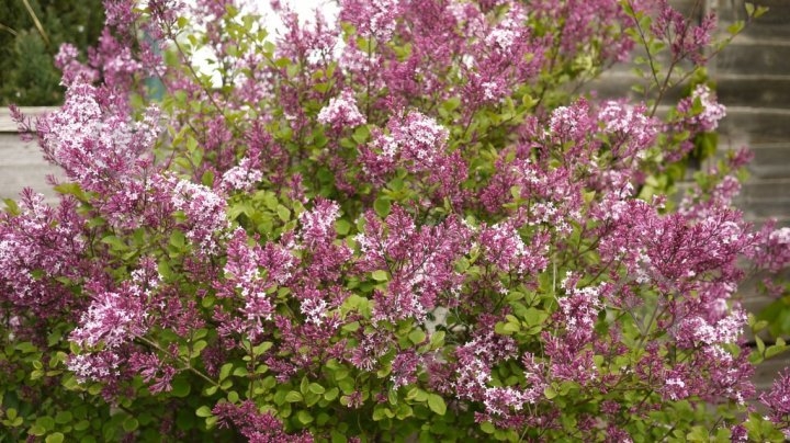 Растение Сирень С3 - фото 3