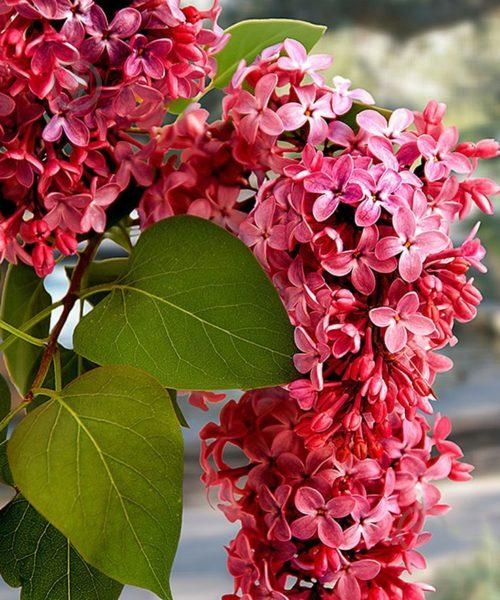 Растение Сирень С3 - фото 1