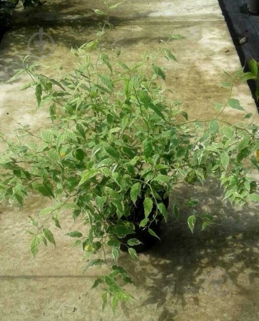 Растение Керия С2 - фото 2