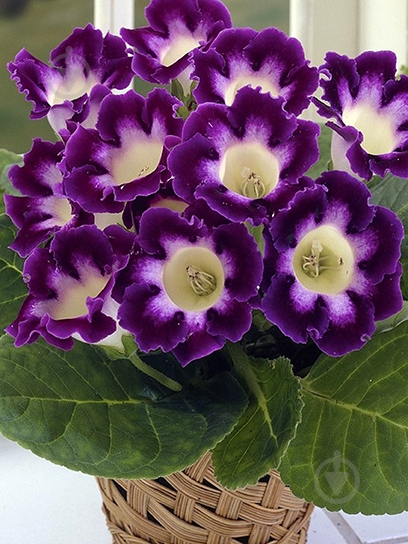 Клубень TUBERBULB Export B.V. глоксинии Голливуд 1 шт. - фото 1