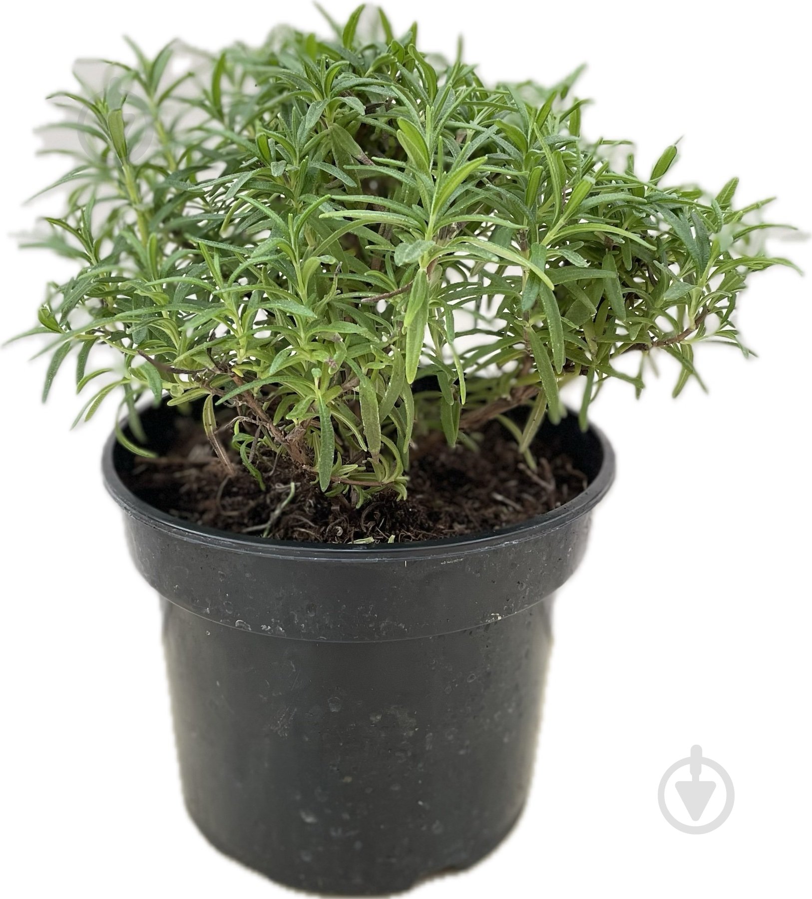 Растение Розмарин - фото 1