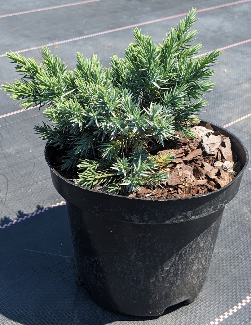Растение Можжевельник чешуйчатый Blue Star d50+ WRB - фото 1