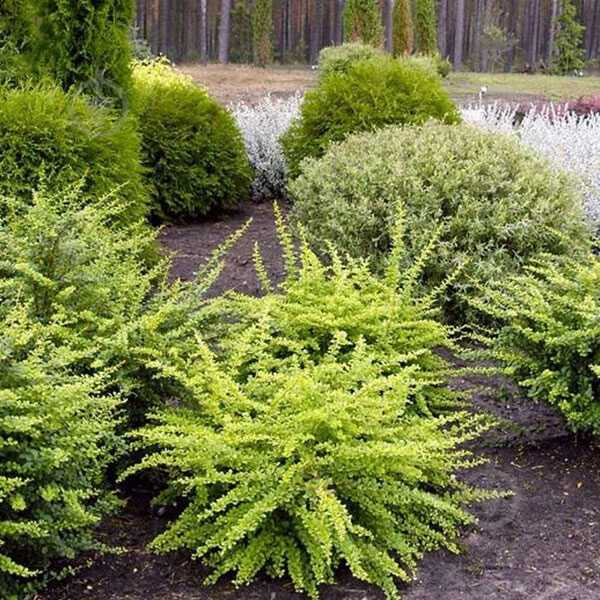 Растение Барбарис Тунберга Green Carpet d70-80 WRB - фото 2