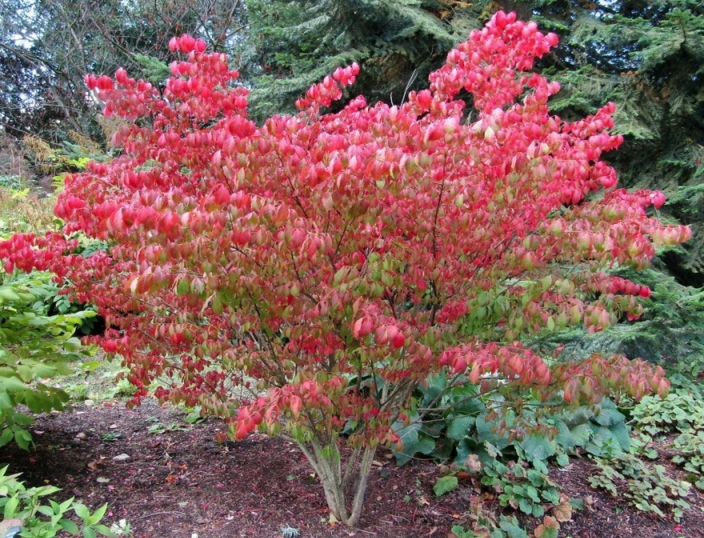 Растение Бересклет европейский Red Cascade V21 h60+ - фото 1 Растение Бересклет европейский Red Cascade V21 h60+ - фото 1