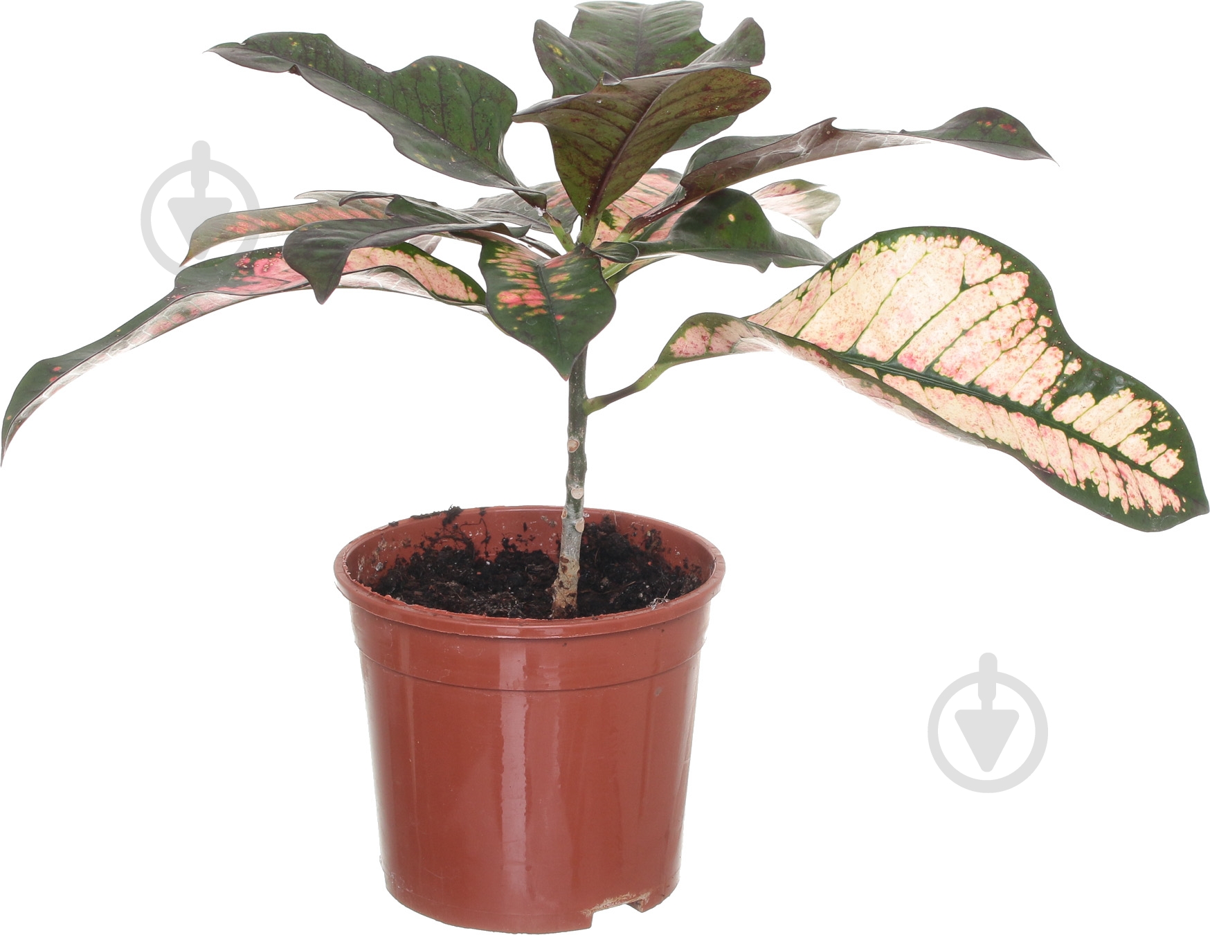 Растение Кротон микс 12/30 - фото 2