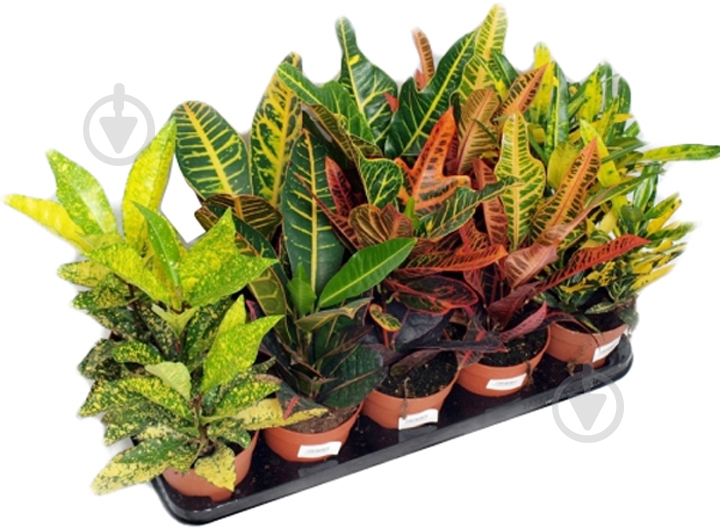 Растение Кротон микс 12/30 - фото 1