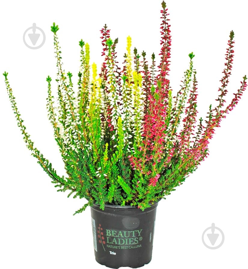 Растение Верес микс д12 в25+ - фото 1