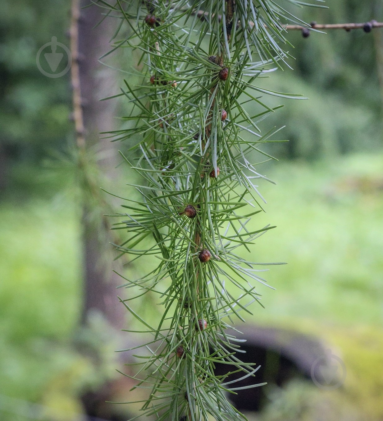 Растение Лиственница европейская Larix decidua 200 ВГ - фото 2 Растение Лиственница европейская Larix decidua 200 ВГ - фото 2