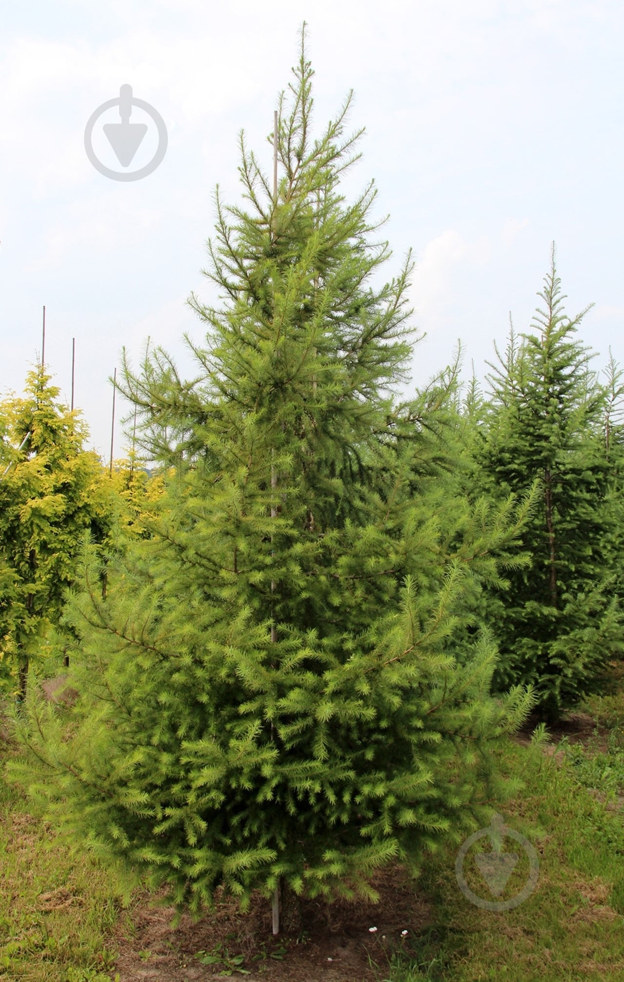 Растение Лиственница европейская Larix decidua 200 ВГ - фото 1 Растение Лиственница европейская Larix decidua 200 ВГ - фото 1