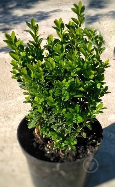 Рослина Самшит вічнозелений Buxus sempervirens 40 ВГ - фото 1 Рослина Самшит вічнозелений Buxus sempervirens 40 ВГ - фото 1
