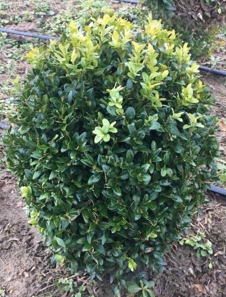 Растение Самшит вечнозеленый Buxus sempervirens 80 ВГ - фото 2