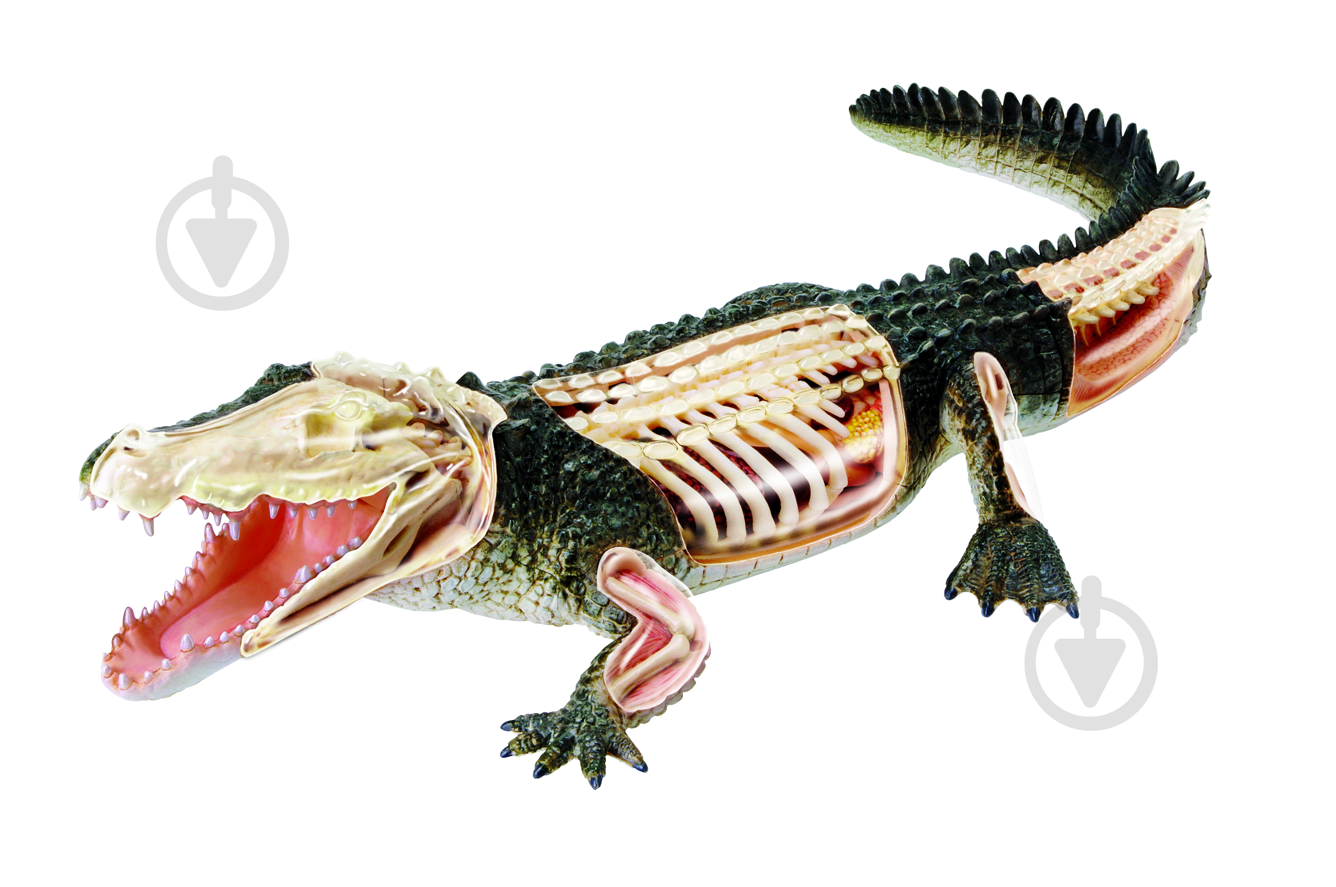 Об’ємна анатомічна модель 4D Master Крокодил FM-622034 - фото 2 Об’ємна анатомічна модель 4D Master Крокодил FM-622034 - фото 2