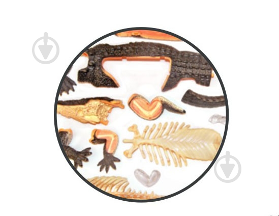 Об’ємна анатомічна модель 4D Master Крокодил FM-622034 - фото 3 Об’ємна анатомічна модель 4D Master Крокодил FM-622034 - фото 3