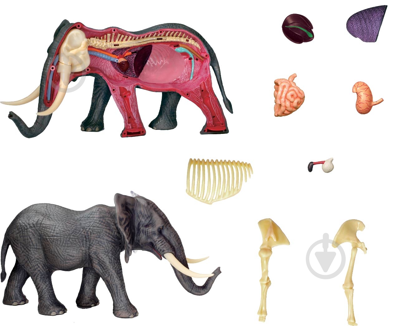Объемная анатомическая модель 4D Master Слон FM-622037 - фото 3 Объемная анатомическая модель 4D Master Слон FM-622037 - фото 3