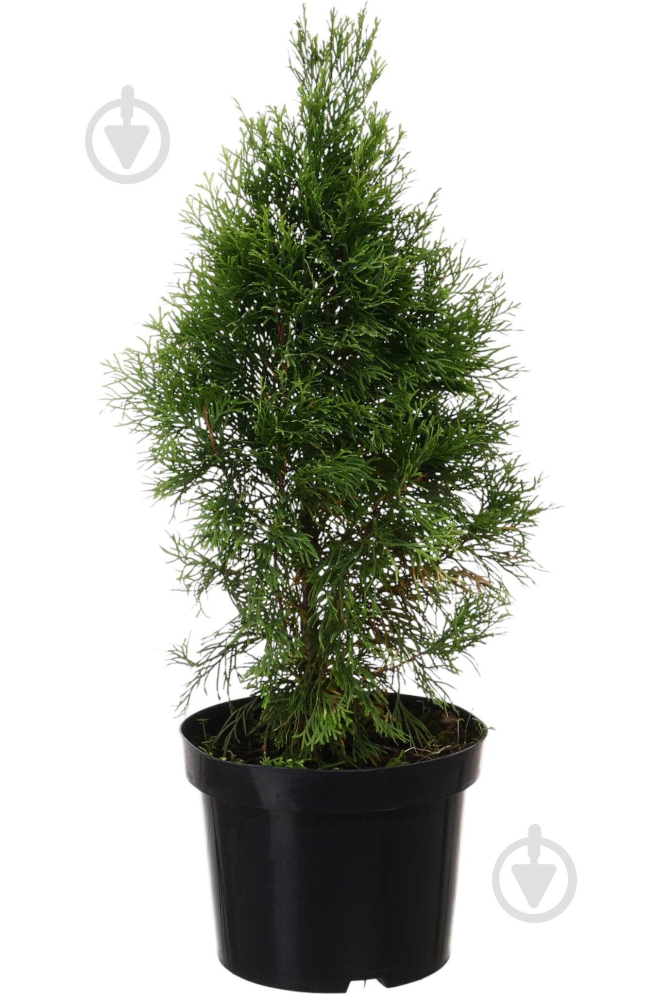 Растение Туя Смарагд Голд С5 - фото 1