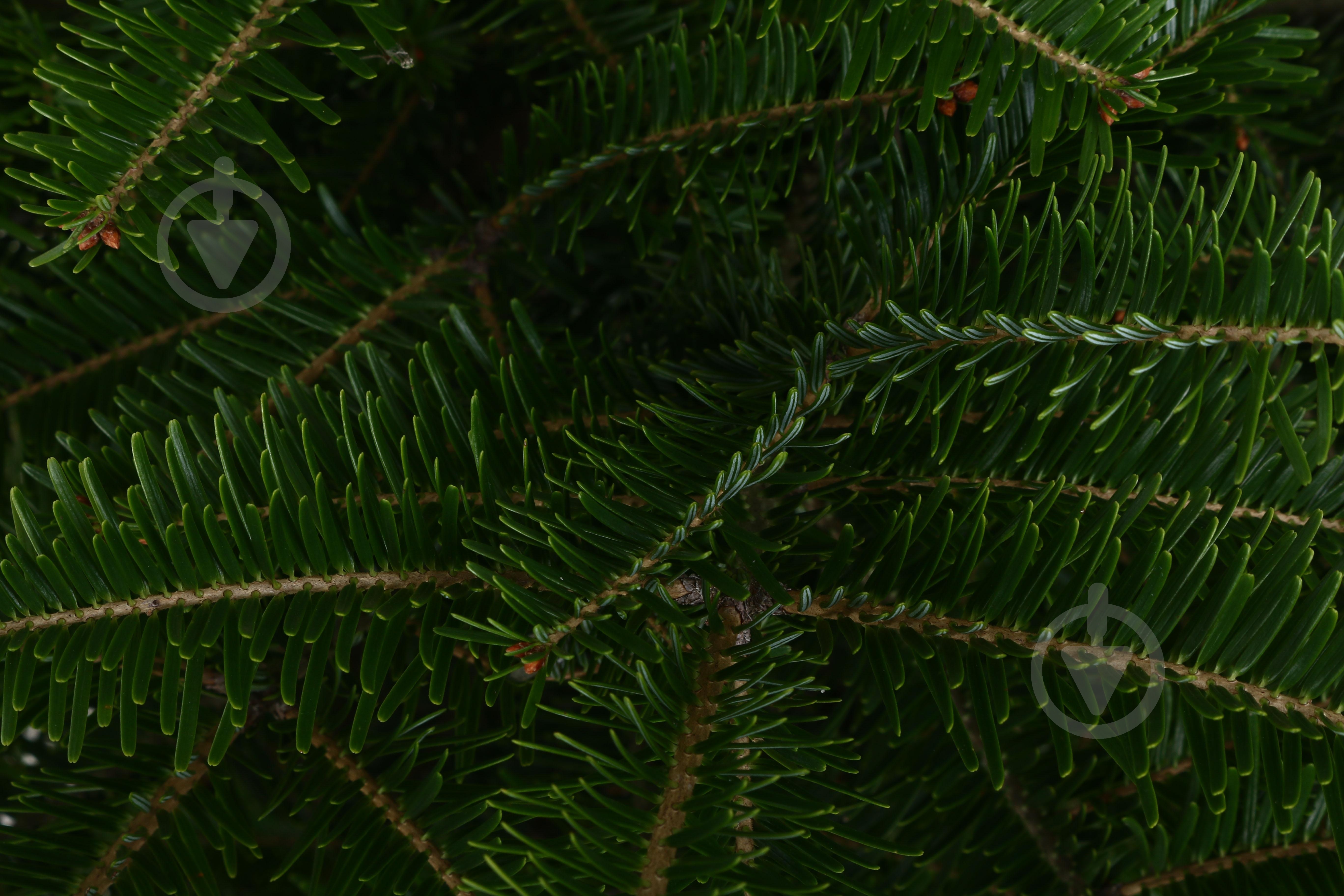 Пихта белая Abies alba 25L h70-100 см - фото 2 Пихта белая Abies alba 25L h70-100 см - фото 2