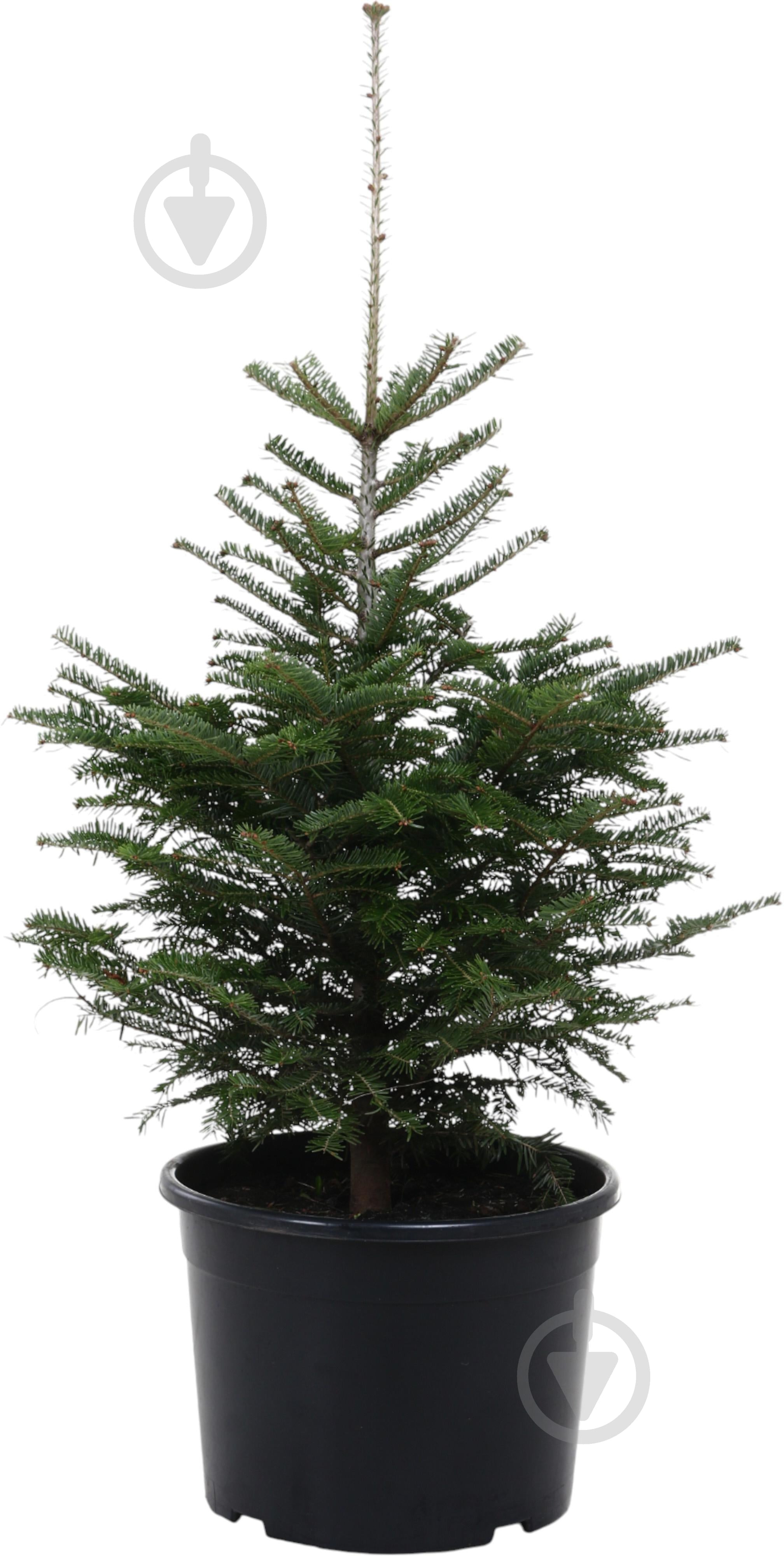 Пихта белая Abies alba 25L h70-100 см - фото 1 Пихта белая Abies alba 25L h70-100 см - фото 1