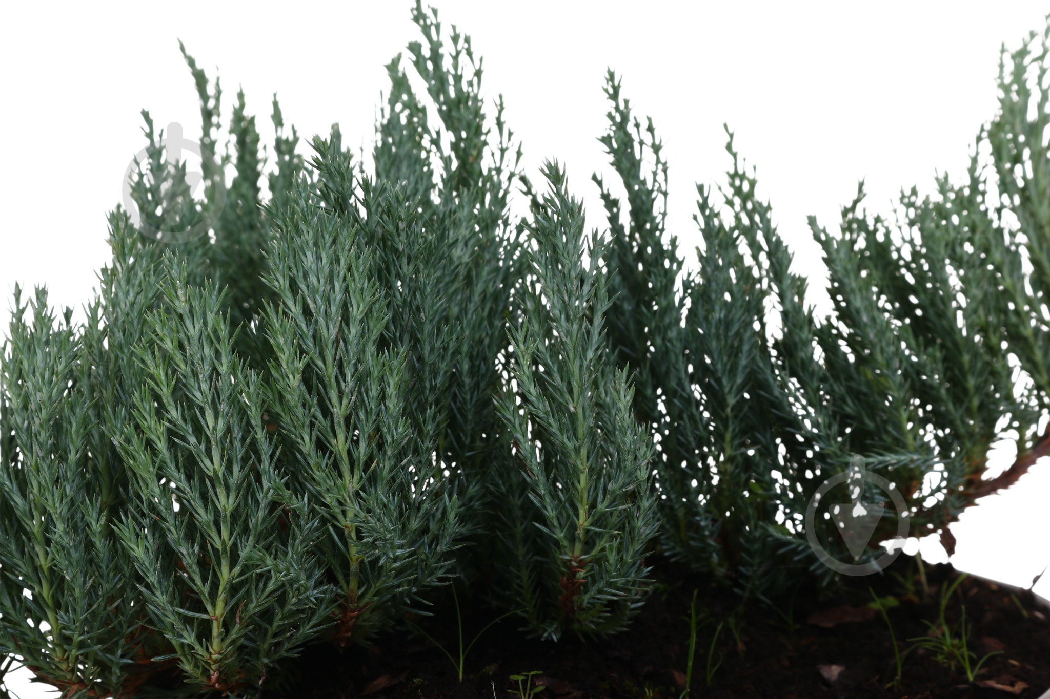Рослина Ялівець Blue forest С3 - фото 2