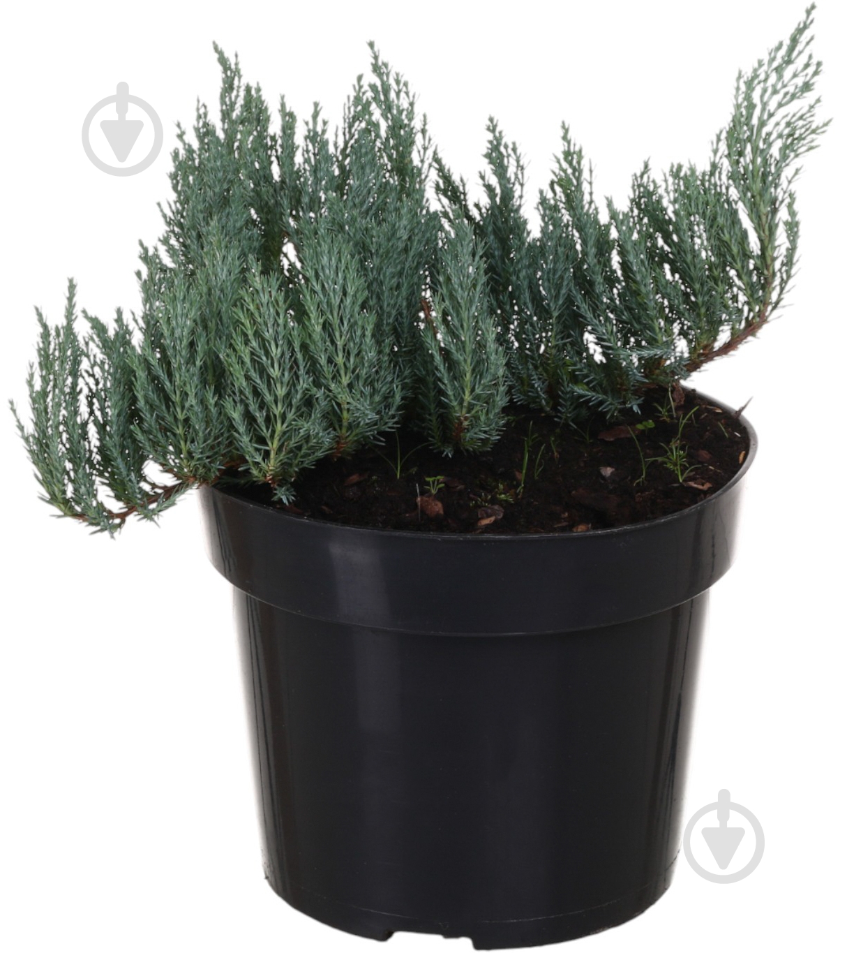 Рослина Ялівець Blue forest С3 - фото 1
