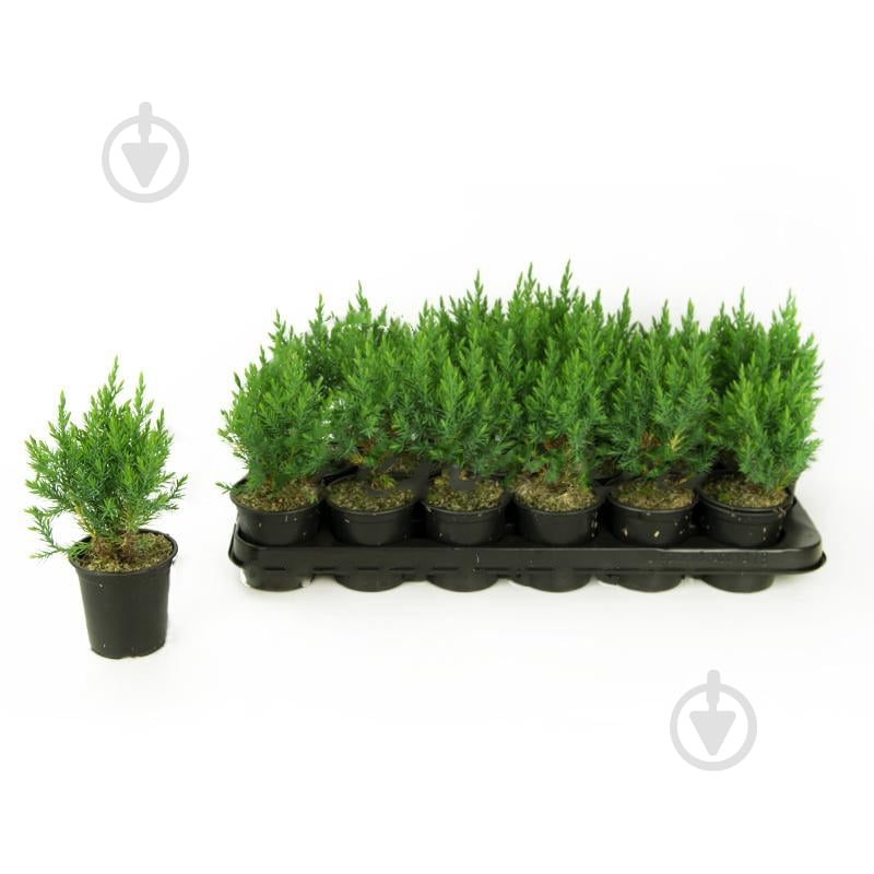 Растение Можжевельник 9х20 Stricta - фото 1