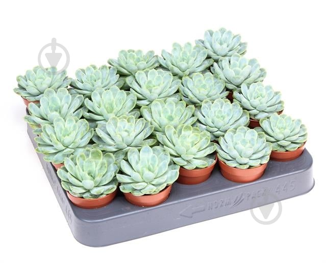 Растение Эхеверия 5х8 Elegans - фото 1 Растение Эхеверия 5х8 Elegans - фото 1