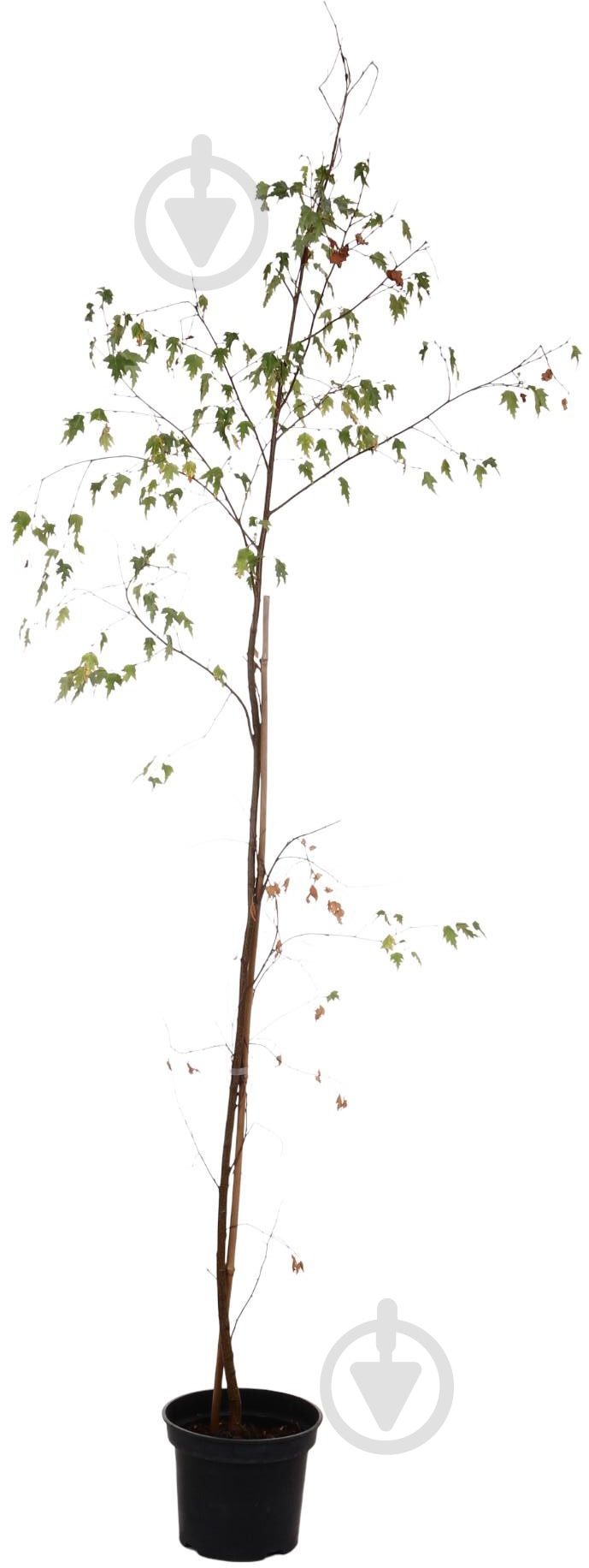 Растение Береза / Betula utilis jacquemonti C7,5 - фото 1