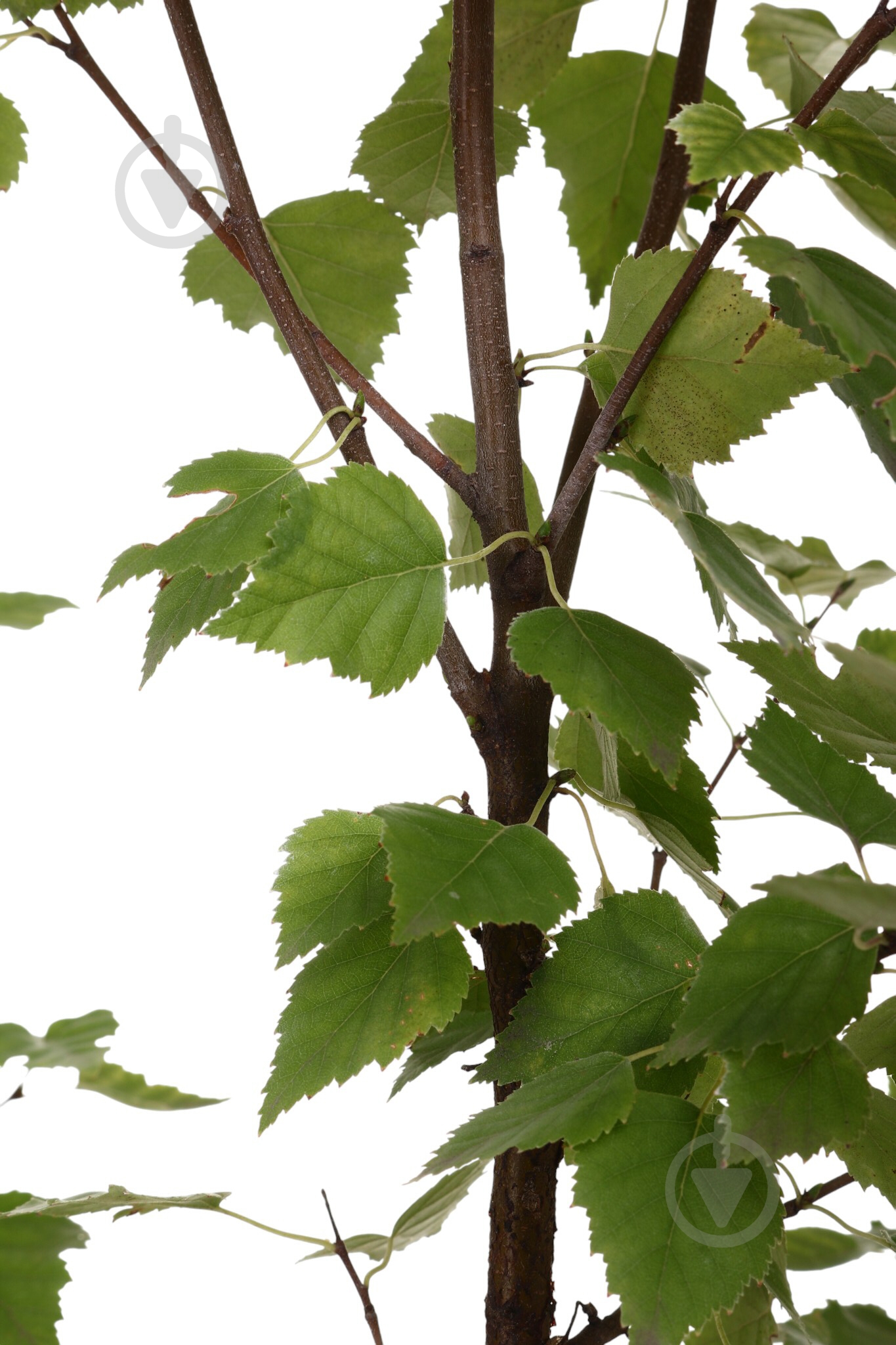 Растение Береза / Betula pendula С4 - фото 2 Растение Береза / Betula pendula С4 - фото 2