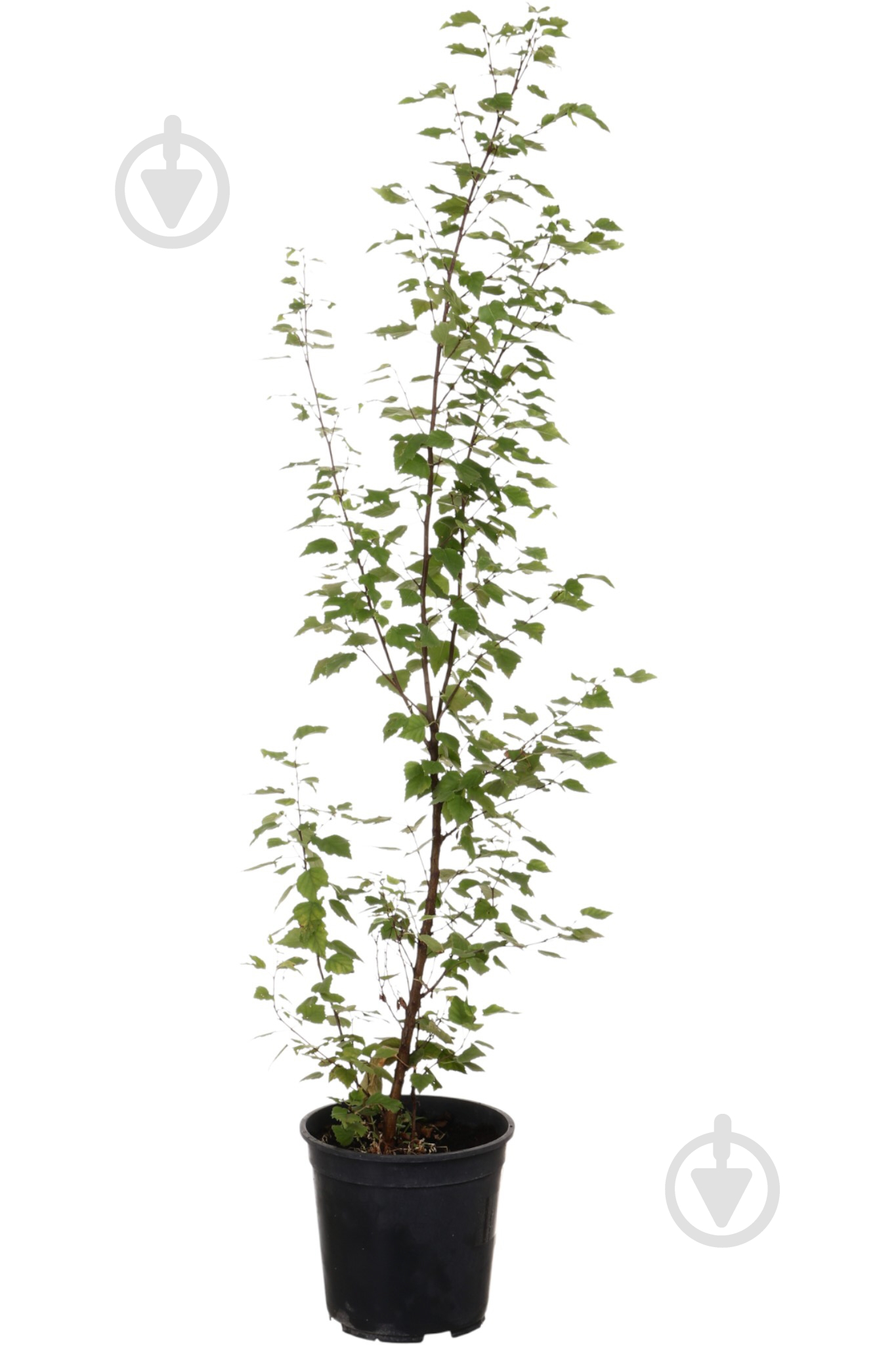 Растение Береза / Betula pendula С4 - фото 1 Растение Береза / Betula pendula С4 - фото 1