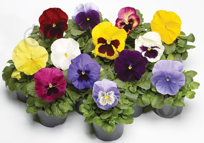 Растение Виола крупно и мелкоцветный d9 - фото 1